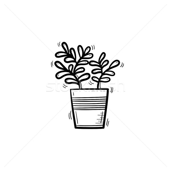 ficus in a pot hand drawn sketch icon. Stock photo © RAStudio