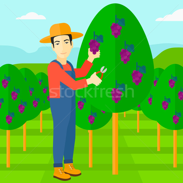 Stock photo: Farmer collecting grapes.