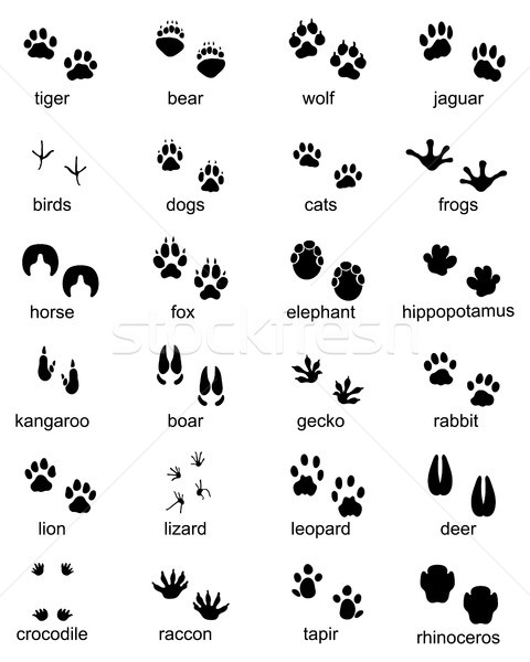 [[stock_photo]]: Empreintes · animaux · sauvages · illustration · noir · silhouette