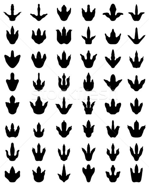 Impronte dinosauri nero bianco modello segno Foto d'archivio © ratkom