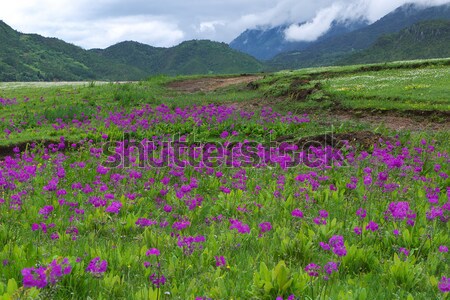 Primula malacoides flowers blooming Stock photo © raywoo