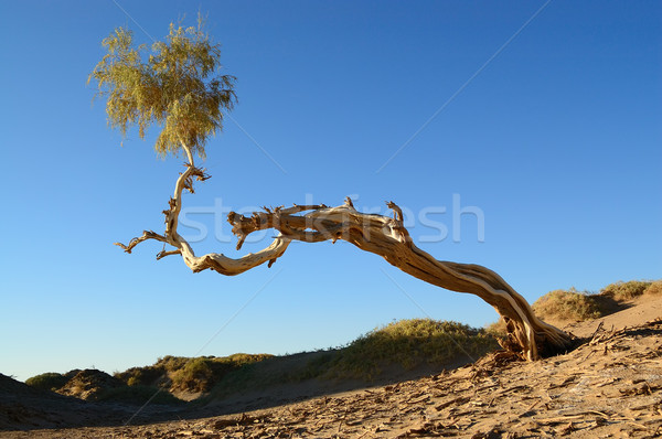 Single Diversifolia Populus tree Stock photo © raywoo