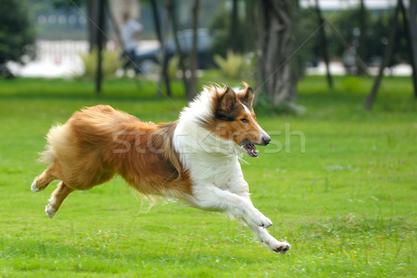 Stok fotoğraf: Köpek · çalışma · çim · yeşil · atlamak · çalıştırmak