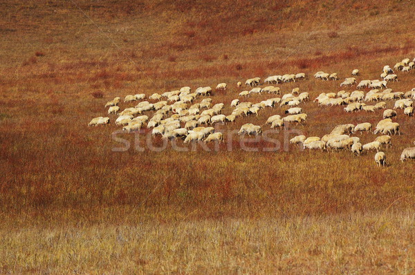 Sheep in grassland Stock photo © raywoo