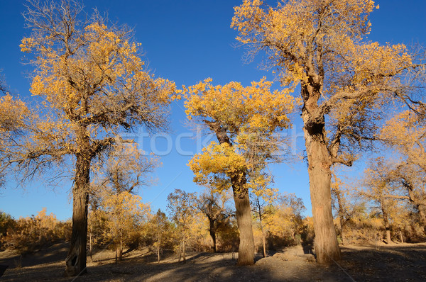 Stock photo: Trees with yellow leaves 