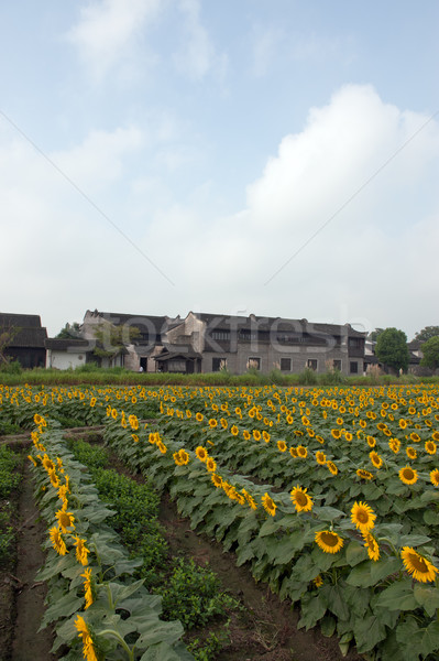 Stock photo: China village near the sunflower field