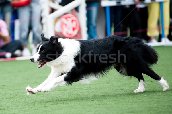 Border Collie dog running Stock photo © raywoo