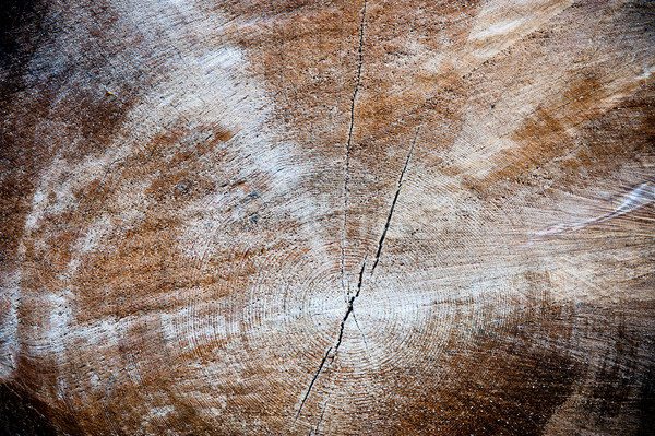 Wood cross section background Stock photo © raywoo