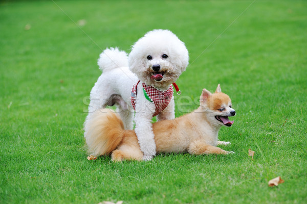 Bichon Frise and Pomeranian dogs Stock photo © raywoo