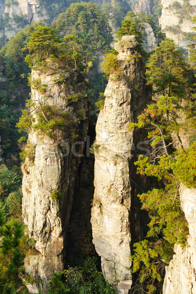 Dik dağ orman park ağaç manzara Stok fotoğraf © raywoo