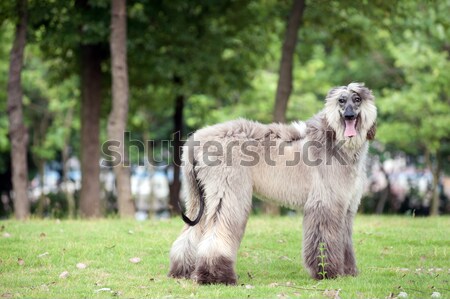 Afghan hound dog walking Stock photo © raywoo