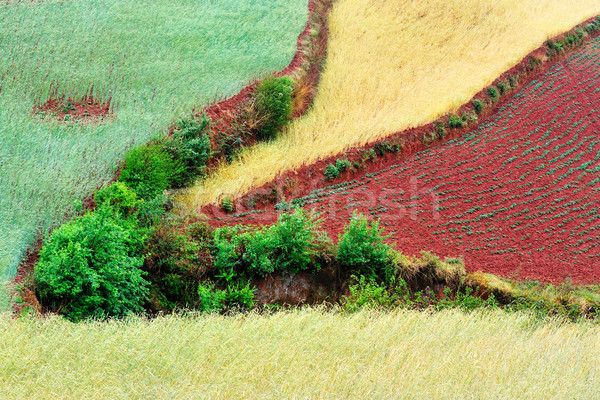 Wheat field landscape Stock photo © raywoo