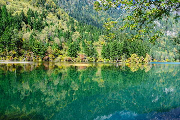 Forest and lake landscape of China jiuzhaigou Stock photo © raywoo