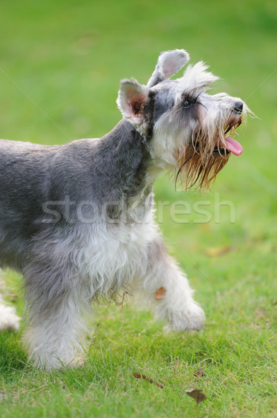 Miniature schnauzer dog Stock photo © raywoo