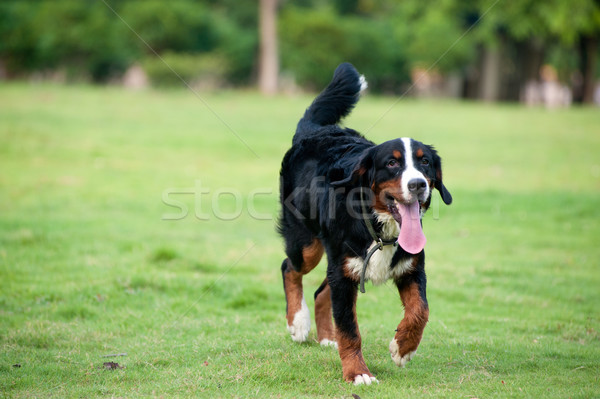 Bovaro del bernese piedi prato erba bianco animale Foto d'archivio © raywoo