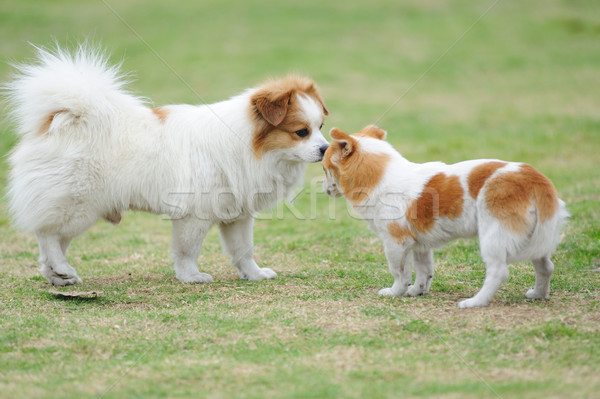 Twee honden spelen staren hond dieren Stockfoto © raywoo