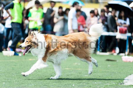 Collie dog running Stock photo © raywoo