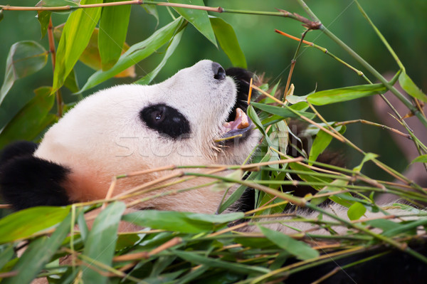 Giant panda Stock photo © raywoo