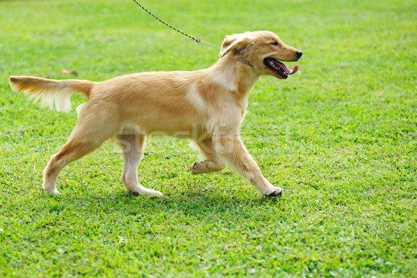 Weinig golden retriever hond lopen gazon gras Stockfoto © raywoo