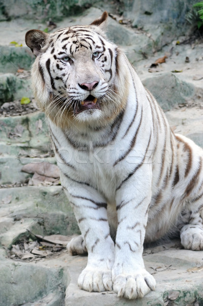 Bianco tigre zoo potere animale pericolo Foto d'archivio © raywoo