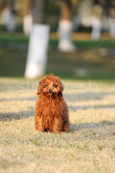 Foto stock: Vermelho · poodle · cão · em · pé · gramado · feliz