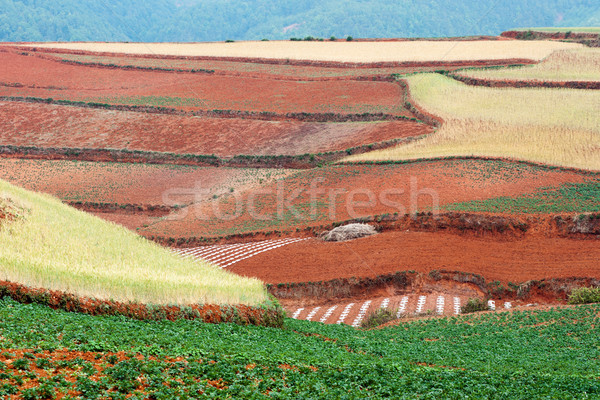 Field landscape Stock photo © raywoo