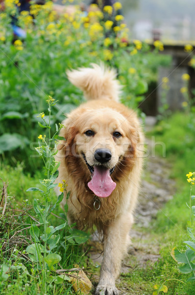 金毛 步行 花场 花卉 春天 golden retriever walkngg