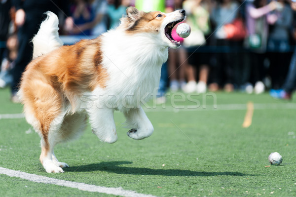 Collie dog running Stock photo © raywoo