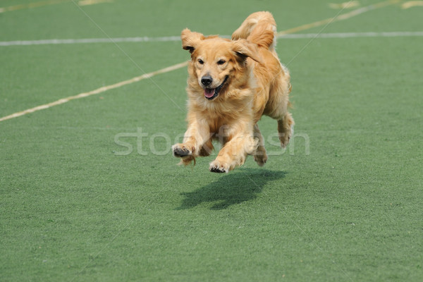 Golden retriever psa uruchomiony boisko uruchomić wyścigu Zdjęcia stock © raywoo