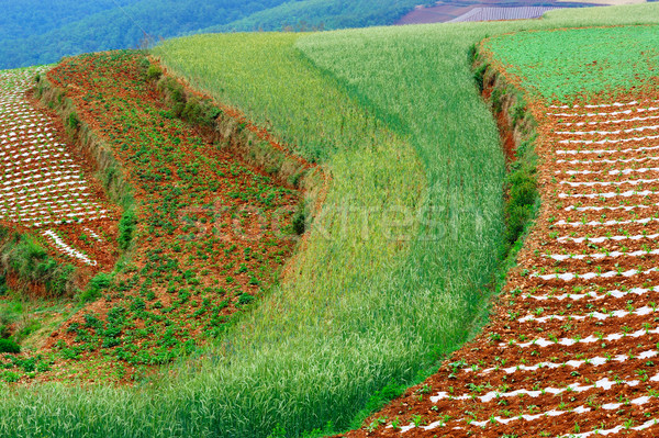 Wheat field Stock photo © raywoo
