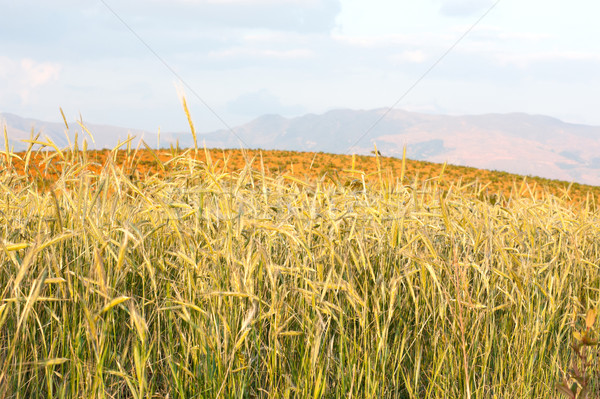 Wheat field Stock photo © raywoo