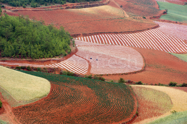 Mező tájkép délnyugat Kína farm piros Stock fotó © raywoo