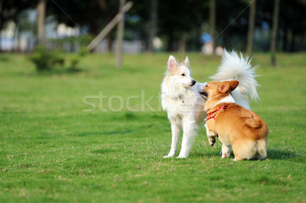 Two dogs playing Stock photo © raywoo