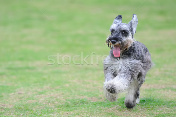 Miniatura schnauzer cane esecuzione prato animale Foto d'archivio © raywoo