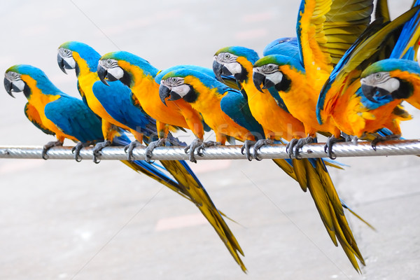 Papegaai vogels permanente rij familie menigte Stockfoto © raywoo