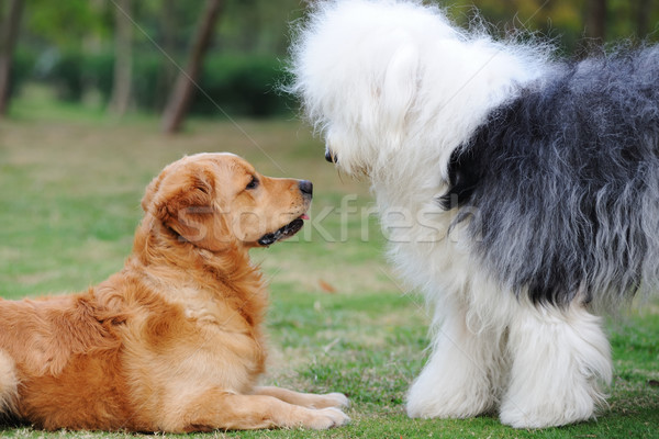 Foto stock: Dos · perros · golden · retriever · edad · Inglés