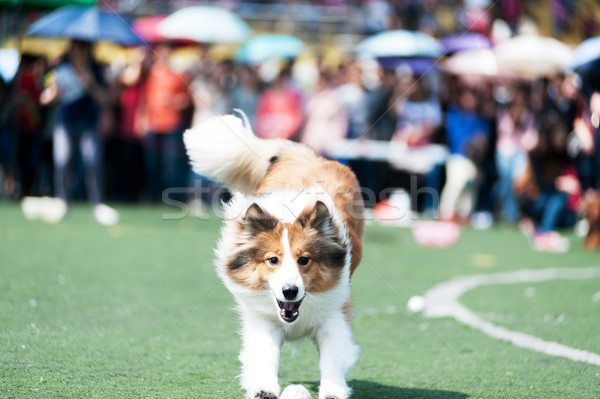 Collie dog running Stock photo © raywoo