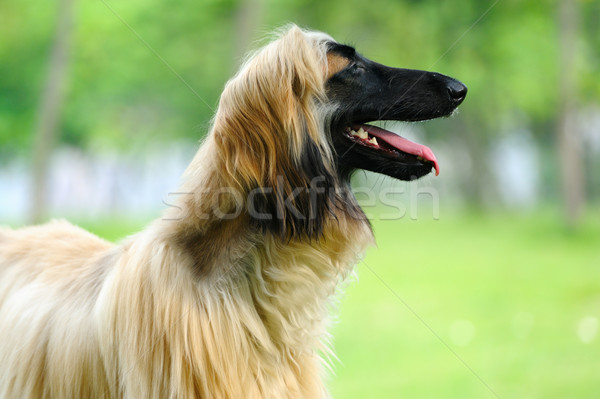 Afghan hound dog Stock photo © raywoo