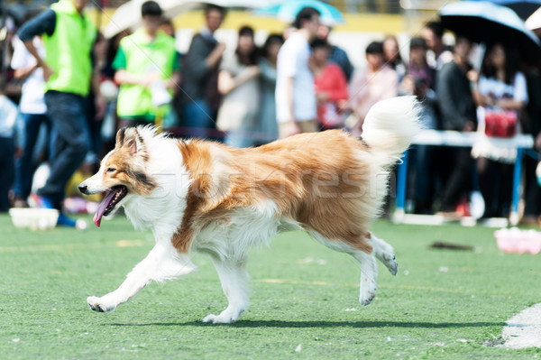 Stok fotoğraf: Köpek · çalışma · oyun · alanı · top · izleyici · zemin