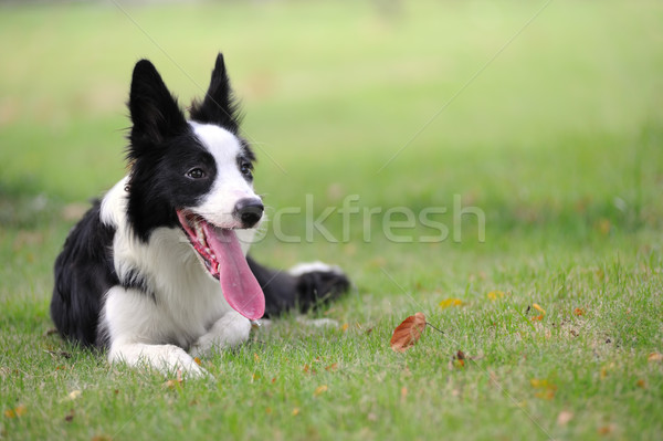 Stock photo: Border collie dog