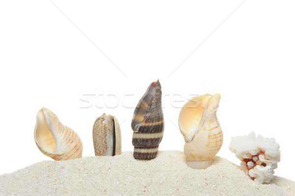 Seashells Stock photo © raywoo