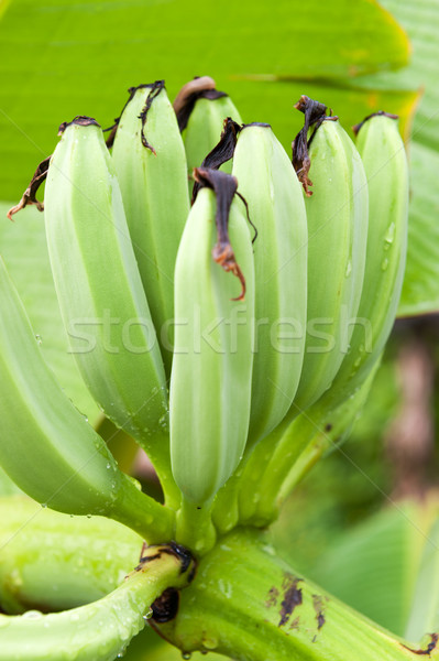 Banana Stock photo © raywoo