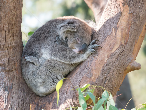 Coala tenha adormecido árvore natureza Foto stock © raywoo