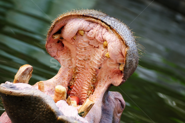 Hippopotamus amphibius Stock photo © raywoo
