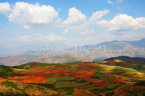 Field landscapes Stock photo © raywoo