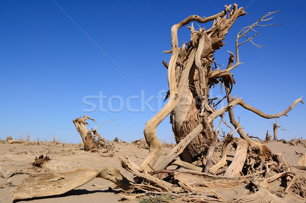 Dead trees Stock photo © raywoo