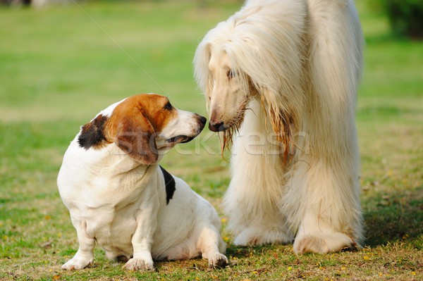 два собаки святой гончая играет вместе Сток-фото © raywoo