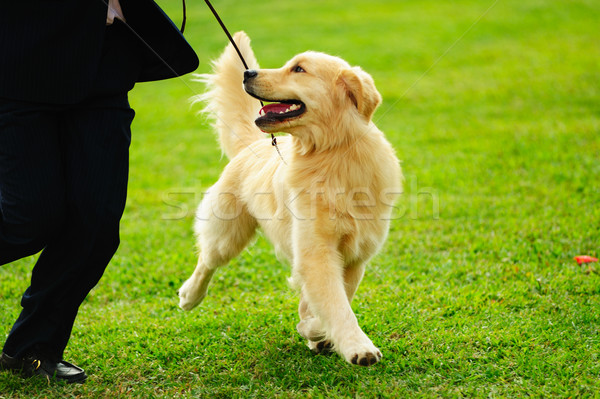 Maestro jugando perro pequeño golden retriever césped Foto stock © raywoo