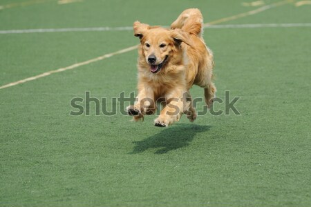 Welsh Corgi dog running Stock photo © raywoo