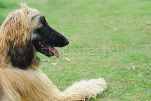 Afghan hound dog Stock photo © raywoo